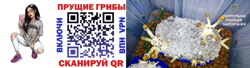 закладки  Мегион  Псилоцибиновые грибы GOLDEN TEACHER 